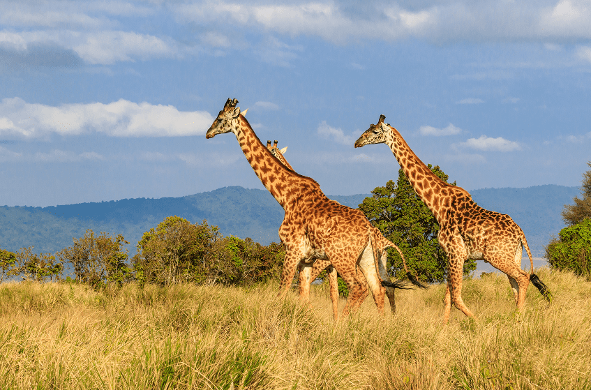 shutterstock_2449435159_optimized